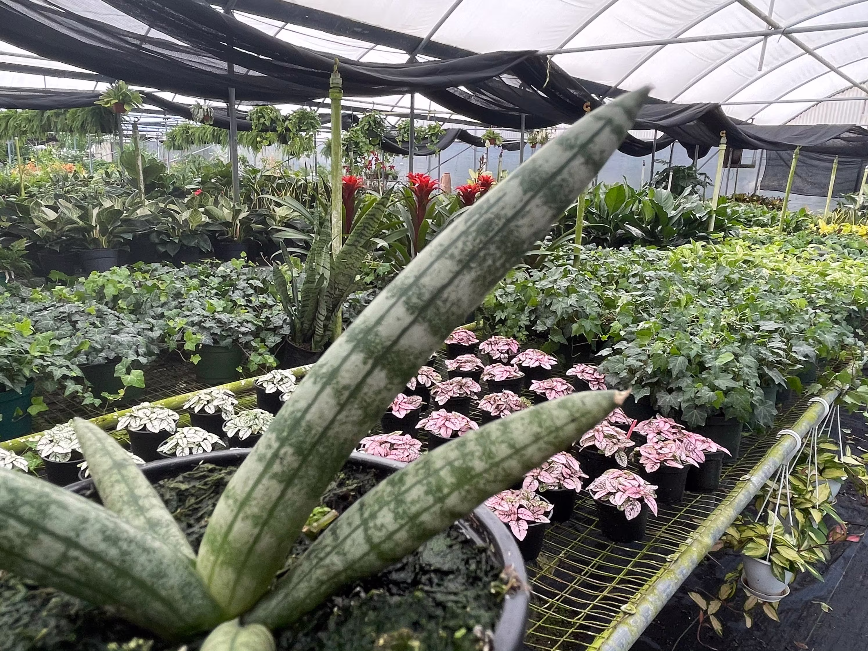 Plant Clippings