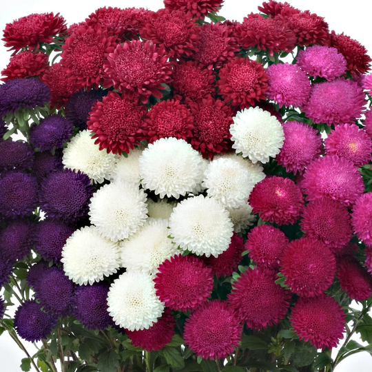 Aster Seeds 50 Bonita Mix Cut Flower