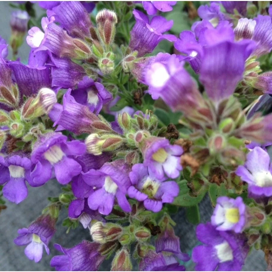 Chaenorhinum Blue Eyes X25 Seeds, Hardy Perennial, Fairy Flower Seeds