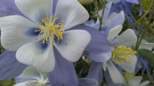 Seeds, Late Summer Harvest Sky Blue Columbine Seeds, Large 2-3
