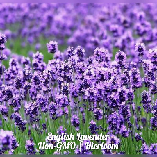 Lavender | Vera English Herb 100 Seeds | Non-Gmo Free Shipping