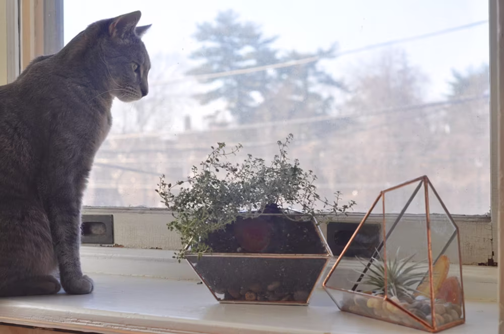 Terra Terrarium Planter Kit Geodesic Glass Terrarium Stained - Copper Or Silver Eco Friendly