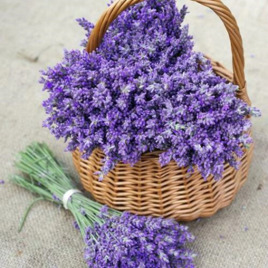 True Lavender Perennial Fragrant Medicinal Dried Flowers Fresh Non-Gmo 100 Seeds | Code 53