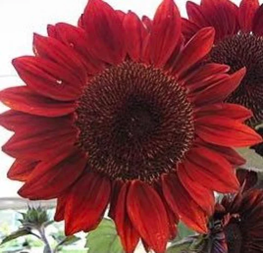 Red Sun Sunflower Seeds