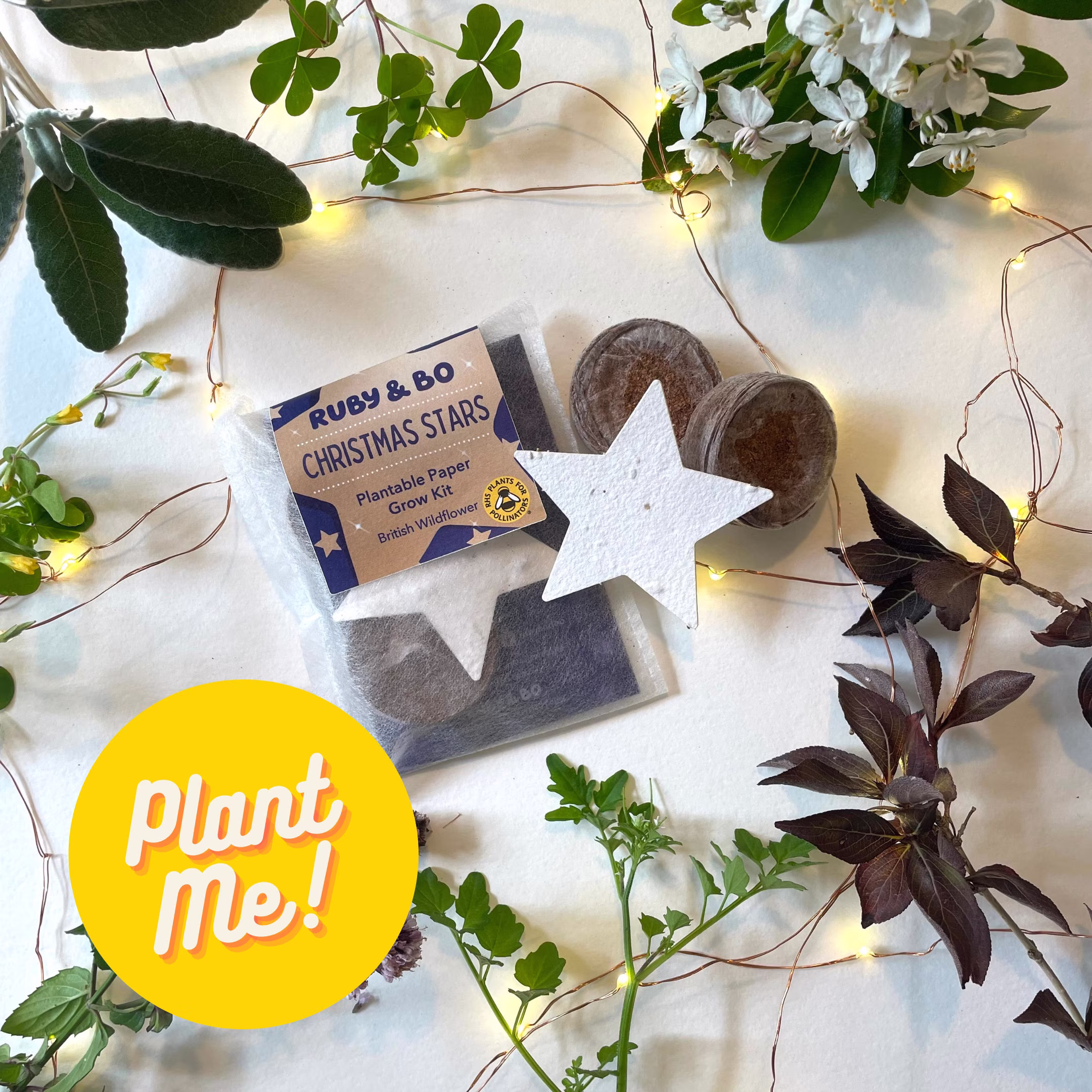 Christmas Star Grow Kit/Eco Stocking Filler Your Own Wildflowers Advent Gift