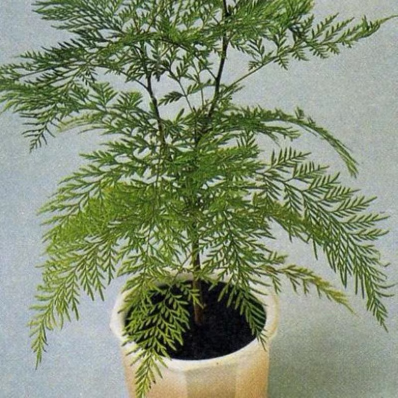 Southern Silky Oak Green Island Seeds Perennial Ornamental Non Gmo For Planting | 203952