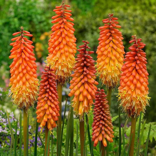 50 Kniphofia Uvaria Seeds Red-Hot Poker Seeds C1010