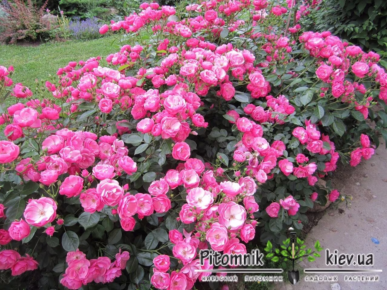Flower Seeds Chinese Rose Angel