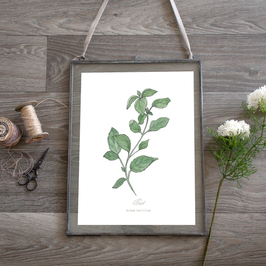 Basil, Herb Botanical Print Plant Illustration, Kitchen Wall Art
