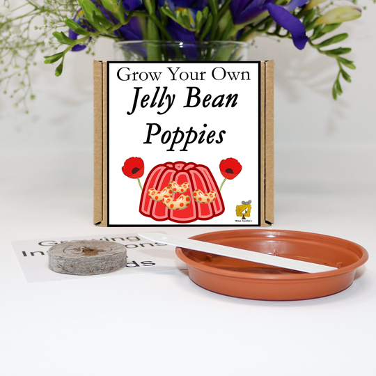 Grow Your Own Jelly Bean Poppy Flowers Kit. Unusual, Gardening Gift, Birthday, Kids, Children, Him, Her, Seeds, Teacher Gift
