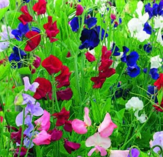 Sweet Pea Scented Mix | Lathyrus Odoratus Flower Seeds Easy Grow Your Own Indoor Outdoor in The UK