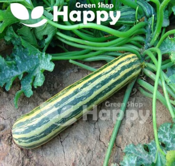 Courgette - 15 Seeds Tapir Long Striped Courgette Zucchini Marrow
