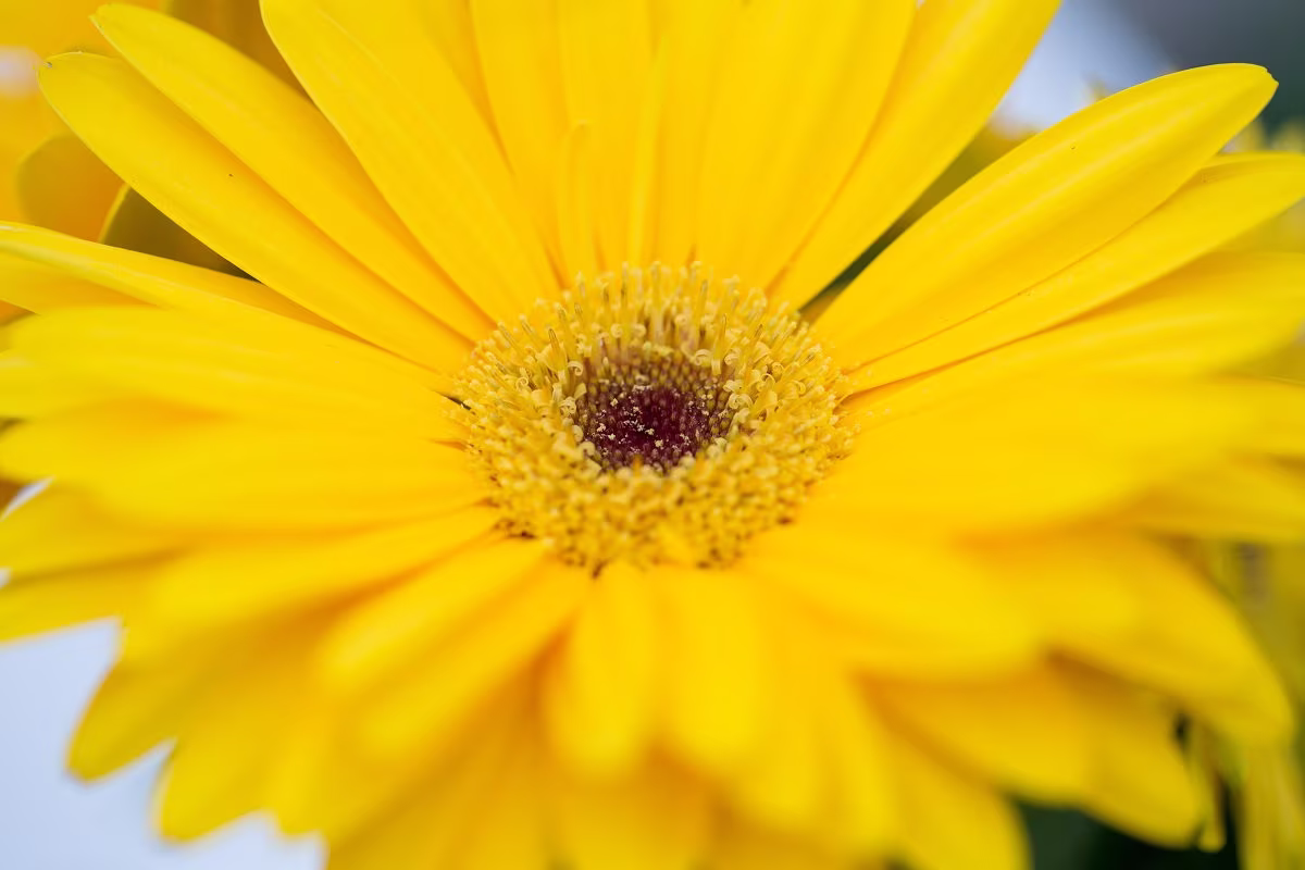 Bin#2R7D6 Gerbera Daisy Seeds Majorette Yellow Dark Eye 25 Thru 100 F1