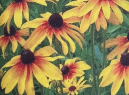 Organic Gloriosa Daisy Biennial Seeds Attracts Butterflies Huge Flower Blossoms