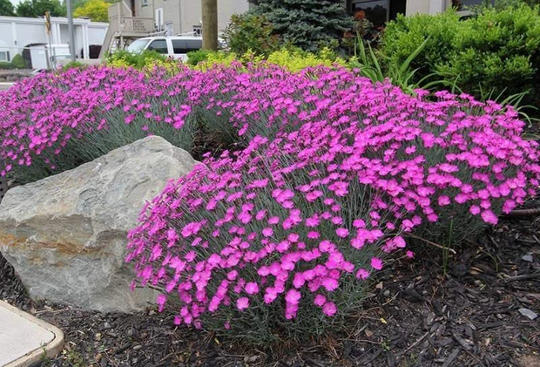Cheddar Pink Flower 50 Seeds, Non Gmo, Fresh, Easy To Grow