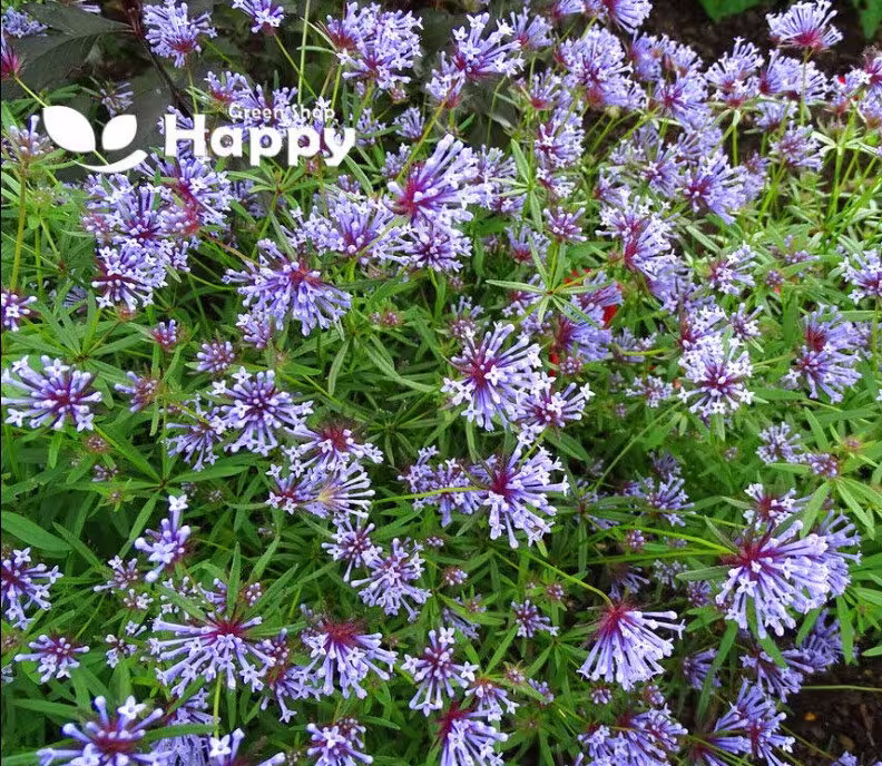 Blue Woodruff - 400 Seeds Asperula Orientalis -Charming Annual Flower