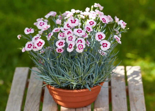 Dianthus Blushing Star - Alpine Pinks Annual Flower Seeds Seeds Heirloom