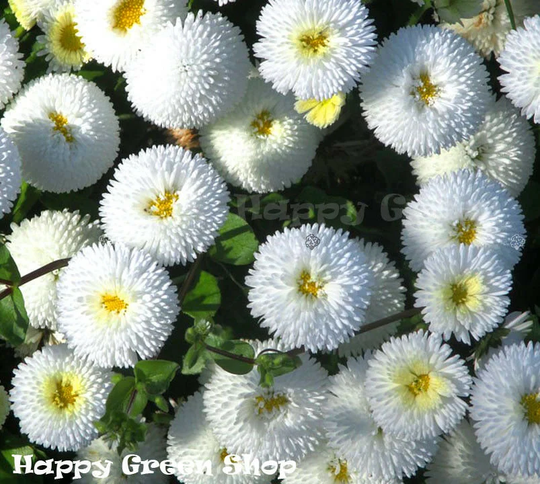 Daisy English - 500 Seeds Pomponette White Bellis Perennis Real Pomponette Dwarf Pot Bedding Border Flower