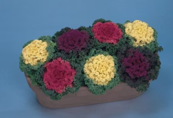 Ornamental Kale Nagoya Mix 50 Seeds Flowering