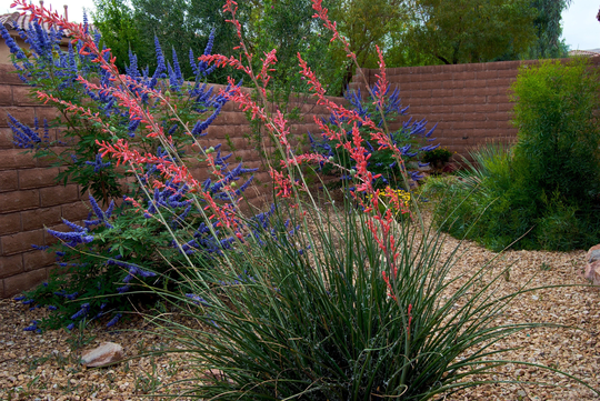 Red Yucca Hesperaloe Parviflora 50 Seeds