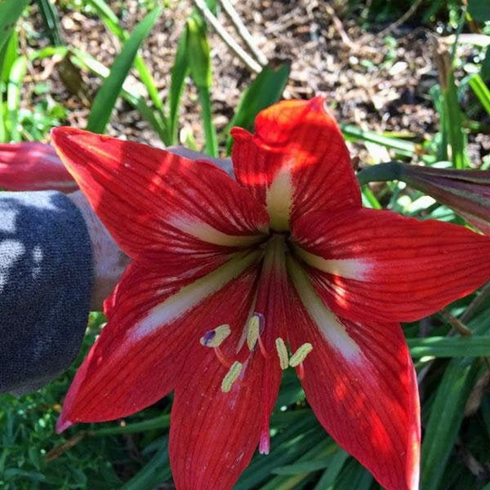 Hippeastrum | Amaryllis Stargazer 5 Seeds