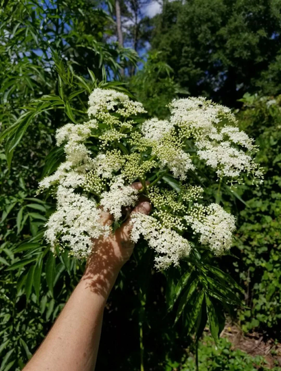 Elderberry Live Plant Sambucas Nigra Canadensis Butterfly Garden Insured Priority Shipping