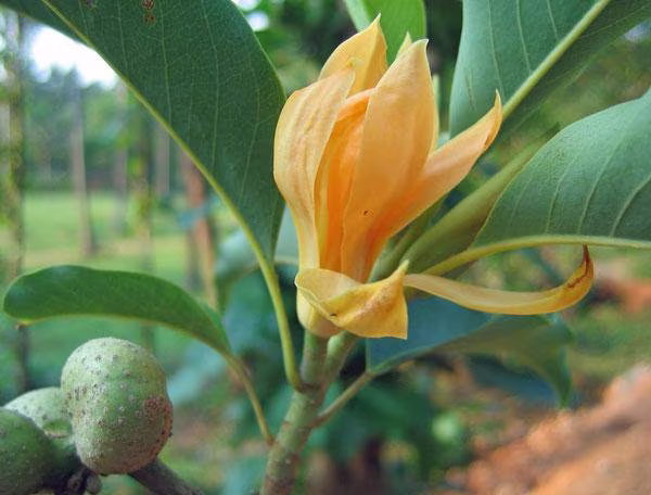 Magnolia Champaca | Joy Perfume Tree Yellow Jade Orchid 10 Seeds