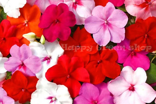 250 Seeds - Busy Lizzie Mix Impatiens Waleriana Annual Beddig Pot Flowers