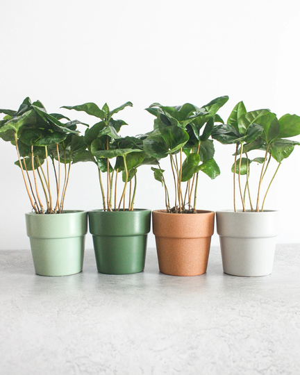 Mini Ceramic Pots 6cm | Indoor Planter, Pot, Terra Cotta Green Mint Grey Brown Small Pot