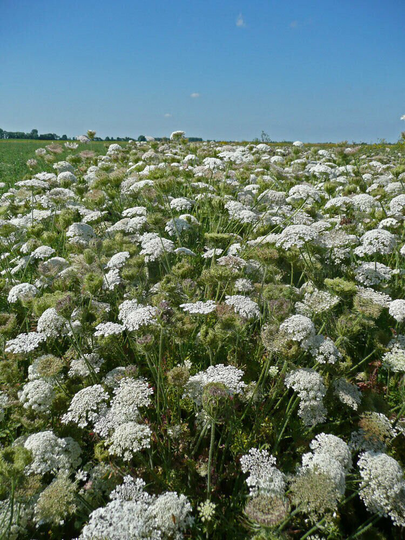 Wild Carrot Approx. 100 Seeds, Daucus Carota Wild Flower Seed
