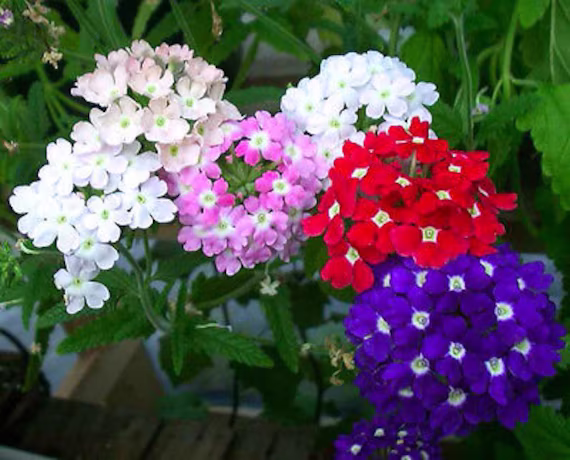 Verbena Florist Mix - 200 Seeds Hybrida Flower