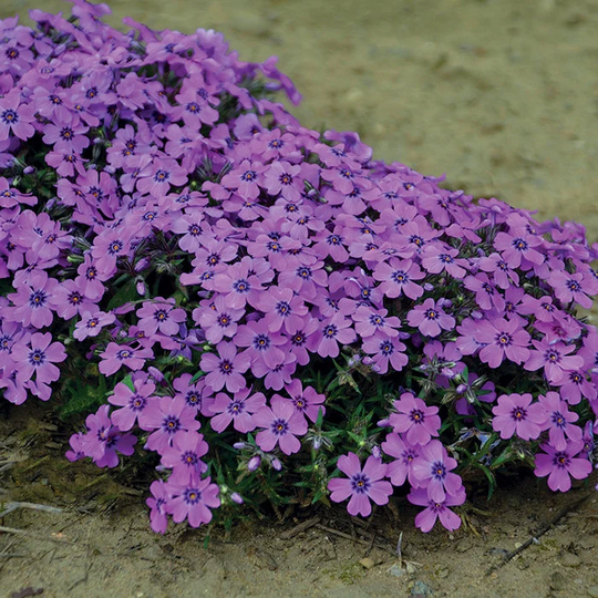 Blue Phlox Seeds, Drummondii, Cottage Gardening Flower, Border Purple Color Container Gardening, Cut Flowers, Reseeds