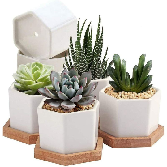 Succulent Flower Pots, Cactus Pots, Small Flower Pots, Mini Plant Flower Pots, 6cm Ceramic Bamboo Saucers, White, 7 Piece Set