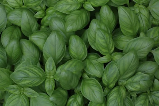 Sweet Basil Seeds - 100 Non Gmo Organic Heirloom Garden Herbs. Ships Free