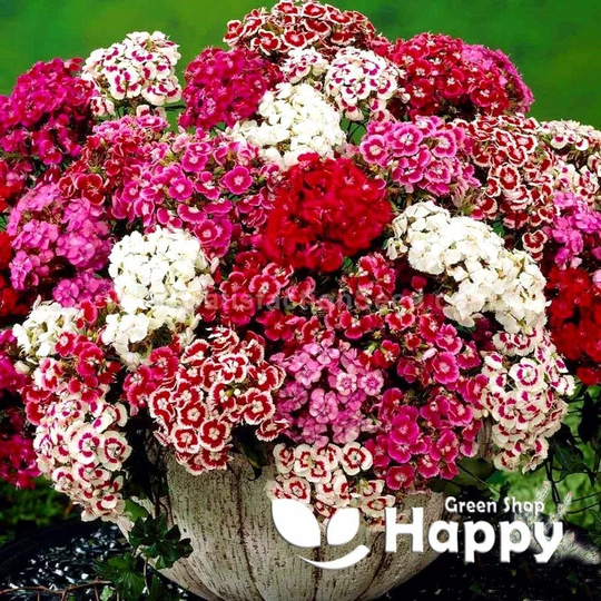 Dwarf Sweet William - Pinocchio Mix 1000 Seeds Dianthus Barbatus Double