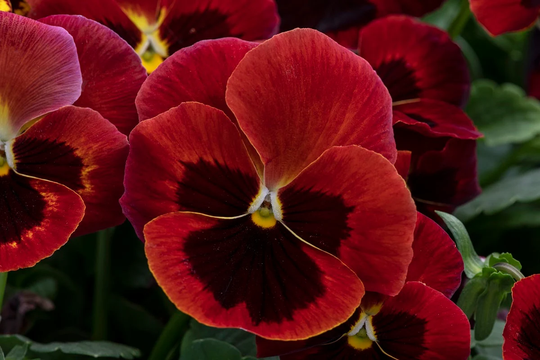 Pansy Seeds Spring Grandio Red Blotch 50 Thru 500