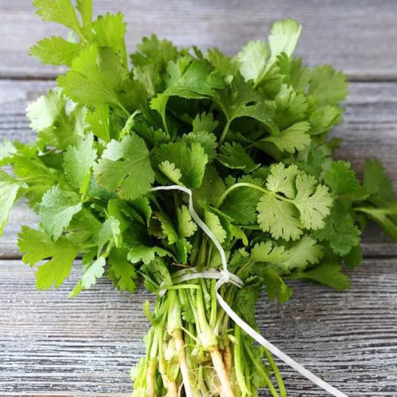 Usa Seller Cilantro 50 Seeds Coriandrum Sativum