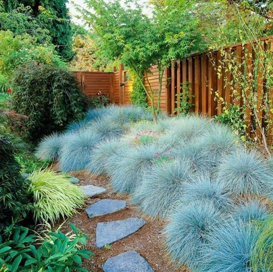 Elijah Blue Fescue Ornamental Grass | Festuca Ovina Glauca Seeds