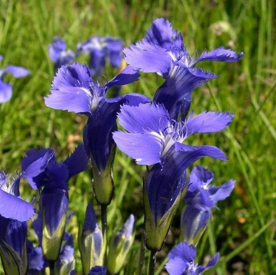 Gentianopsis Thermalis | Rockie Mountain Fringed Gentian 20 Seeds
