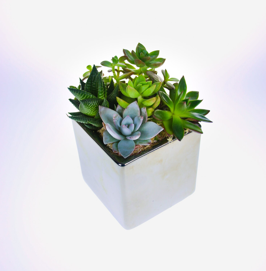 Beautiful Succulent Plant Arrangement in Mirror Cube Planter, Diy Kit With 6 Living Plants, A Perfect Gift For The Home