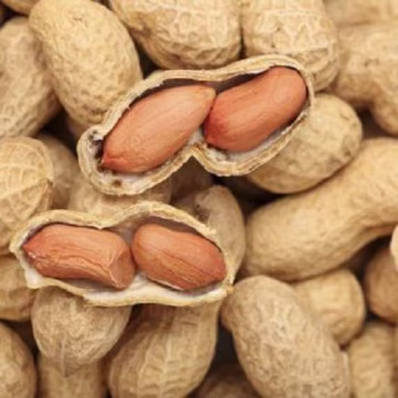 Seeds Peanuts Spanish 344 Annual Tasty Plant From Ukraine 5 Pcs