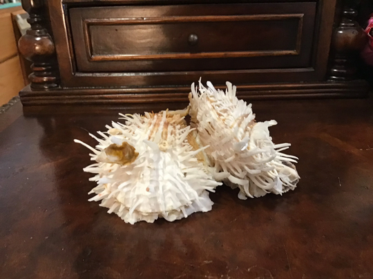 Vintage Organic Spondylus Cluster Seashell Shell Sea Rare Collector Curiosity Oddities Spiky Thorny Nature Natural Beach Decor Unique