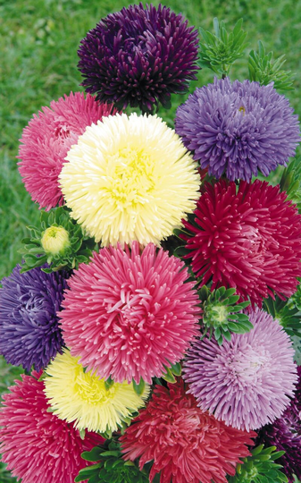 Aster Gala Mixed, Approx. 50 Seeds, Cut Flower & Summer Bedding Plants
