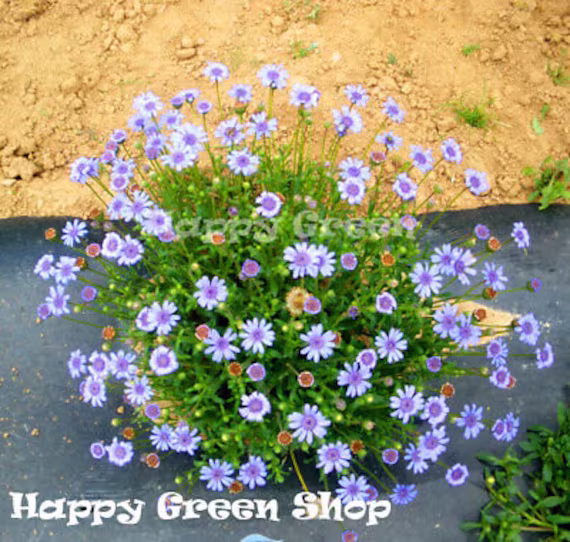 Felicia - The Blue Blues Daisy 110 Seeds Felicia Heterophylla Annual Flower