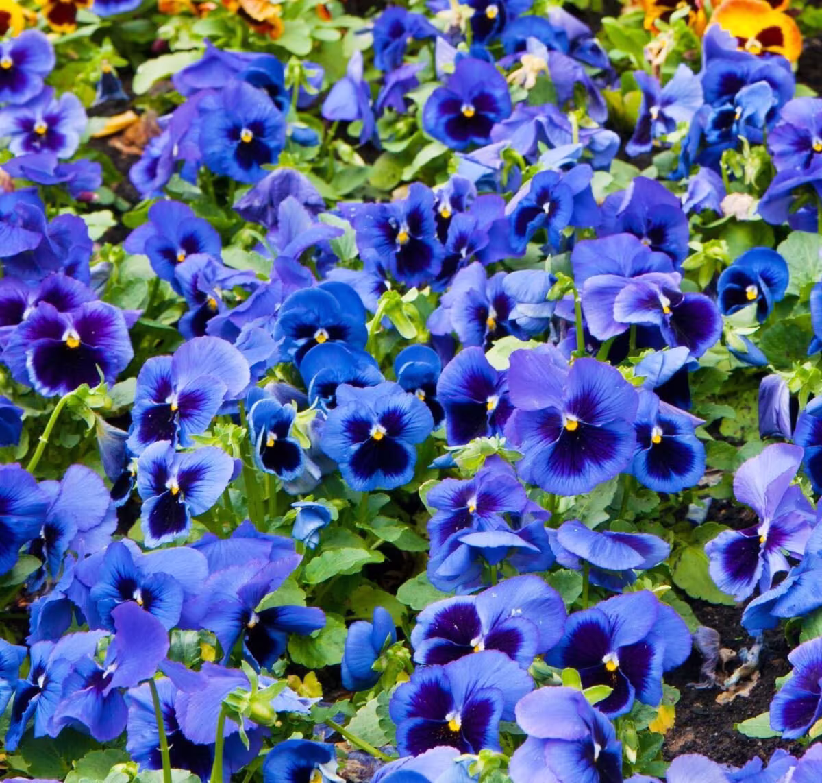 Pansy Blue Blotched 100 Seeds, Fresh, Easy To Grow