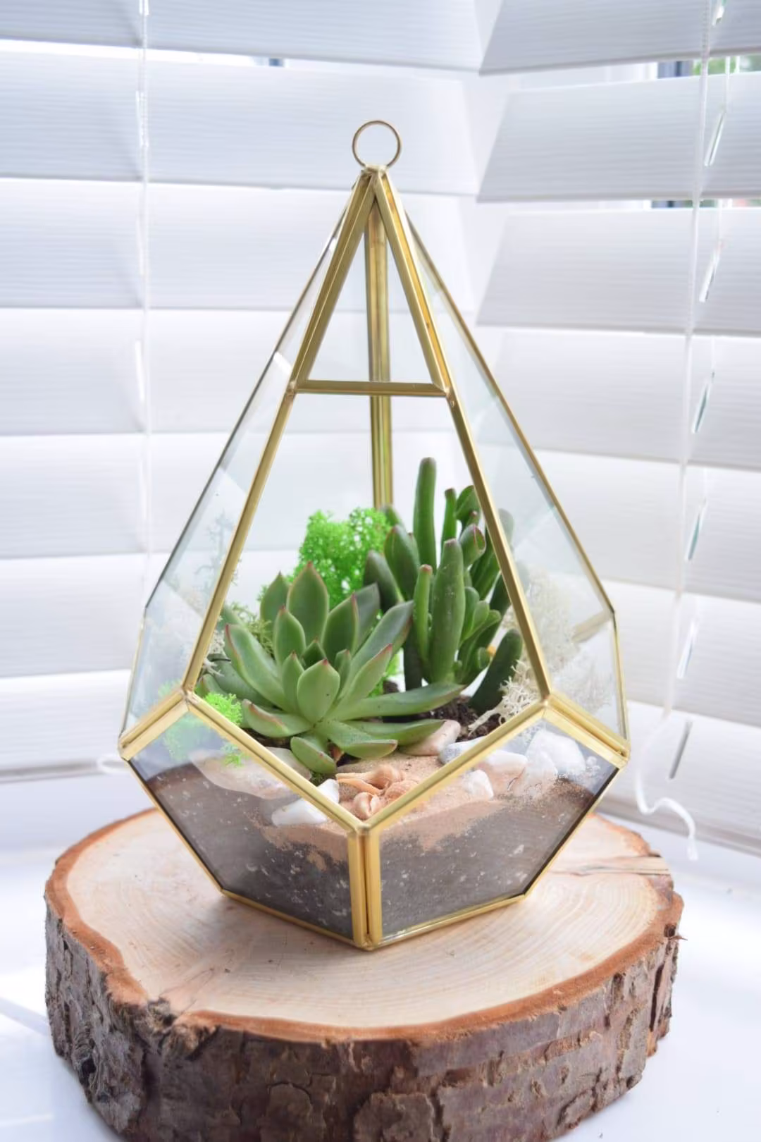 Terrarium Kit With Plants Succulent Or Cactus - 26cm Gold Lantern Terranium Christmas Gift Plant Gift