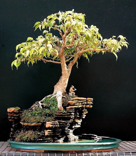 Sacred Fig Bhodi Bonsai Ficus Religiosa Houseplant Seeds - Tropical Indoor House Plant 15 Fresh Rare Easy To Grow