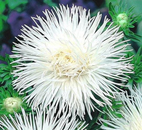 Aster Flower White - Gmo Free Seeds