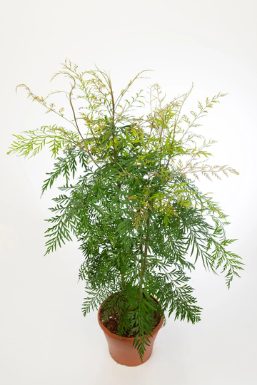 Grevillea Robusta Silky Oak X10 Seeds, Indoor/Outdoor Foliage House Plant