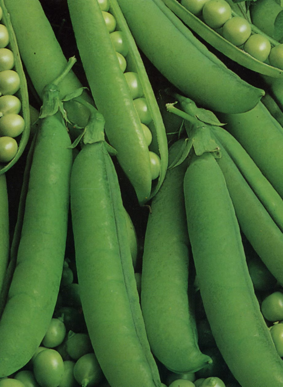 Vegetable - Pea Onward 100 Seeds Pisum Sativum